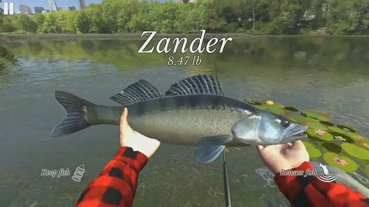 Zander apanhado à beira-rio em Ultimate Fishing Simulator, com a cidade ao fundo